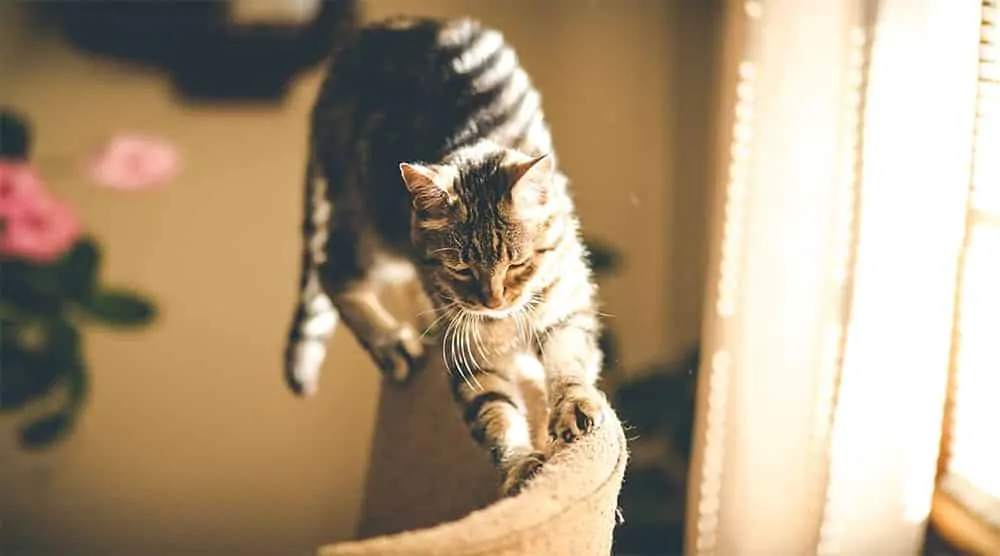 Cómo funciona el CBD para los gatos