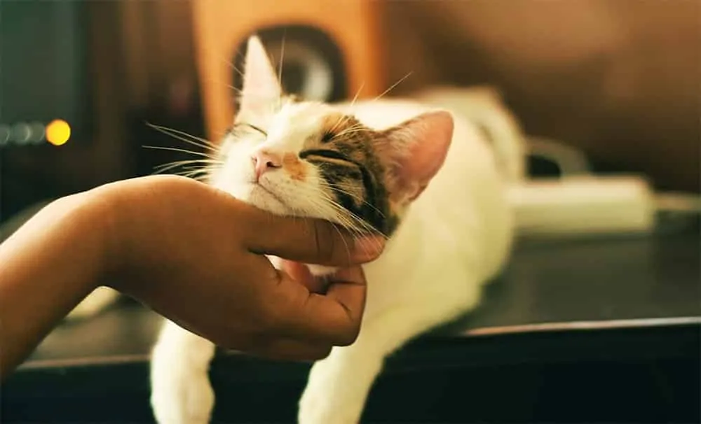 beneficios-de-cbd-para-gatos-min