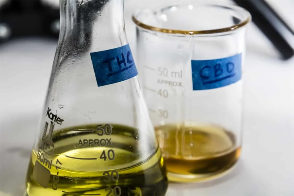 ¿Aparece el CBD en las pruebas de detección de drogas? ¡Saber! ¡los hechos!