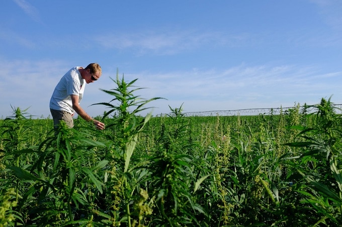 Granjeros de Kentucky que cultivan cannabis