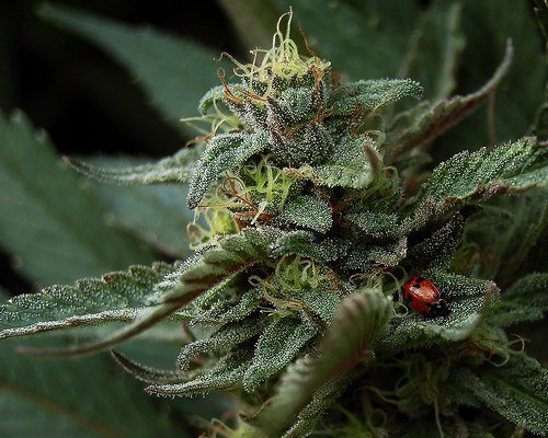 Cannabis cultivado en California (Imagen de Wendy McCormick) Image