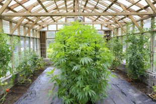 Implementar prácticas de cultivo sostenible Image