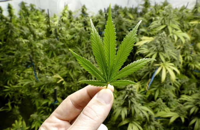 Sosteniendo marihuana