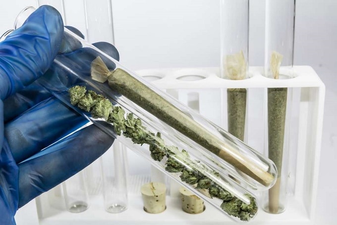 Cannabis en tubos de ensayo