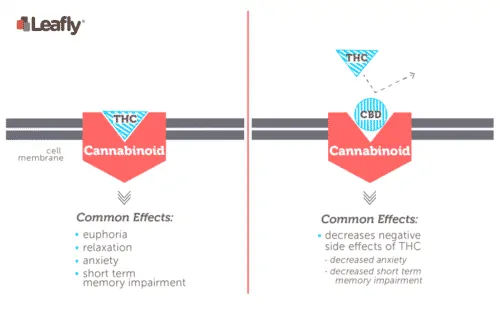 ¿El CBD te eleva? - Explicación
