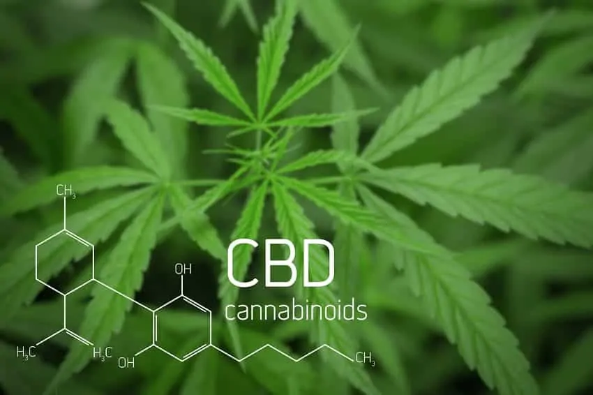 Investigación sobre los beneficios del CBD por condición: origen del CBD