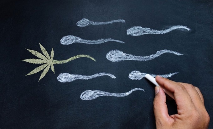 Ilustración de espermatozoides después de la hoja de malezas