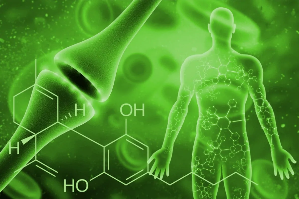 El sistema endocananbinoide y el aceite de CBD para la ansiedad | Origen del CBD